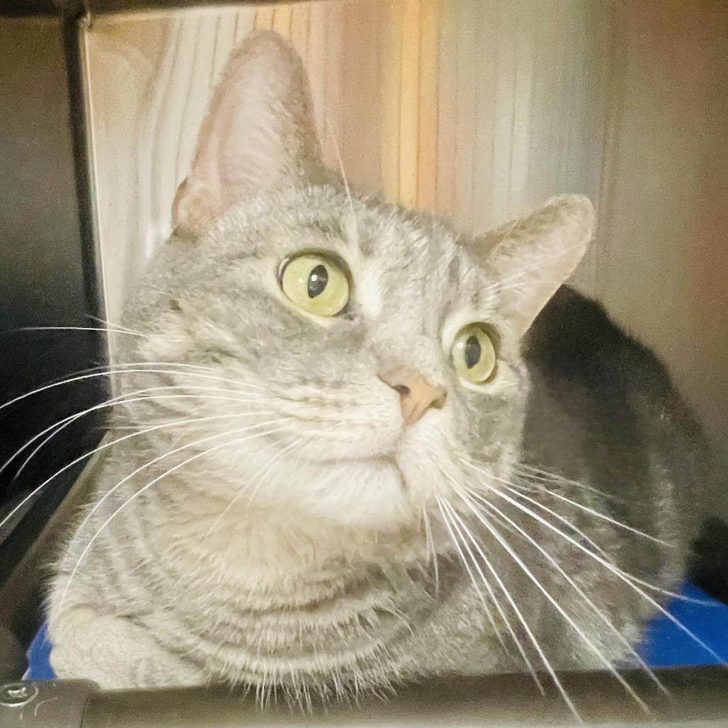 Enlarge Stormie, a Adoptable Domestic Short Hair in Columbia Station, OH image 1/4