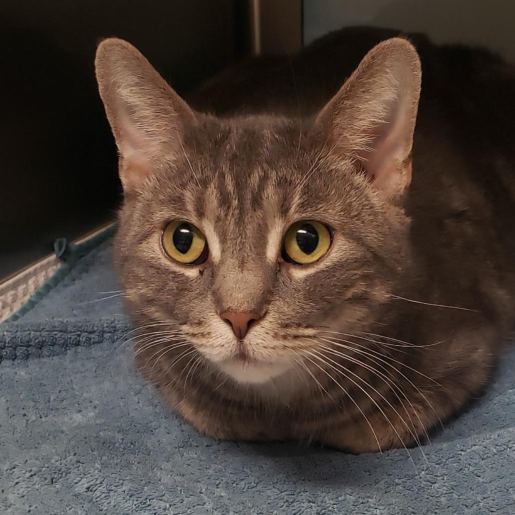 Enlarge Stormie, a Adoptable Domestic Short Hair in Columbia Station, OH image 1/1