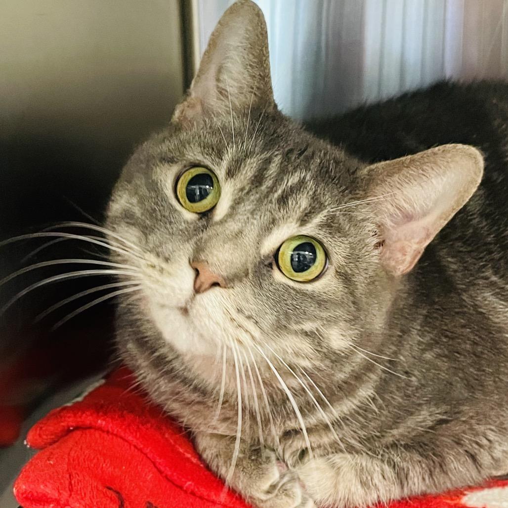 Stormie, a Adoptable Domestic Short Hair in Columbia Station, OH image 3/6