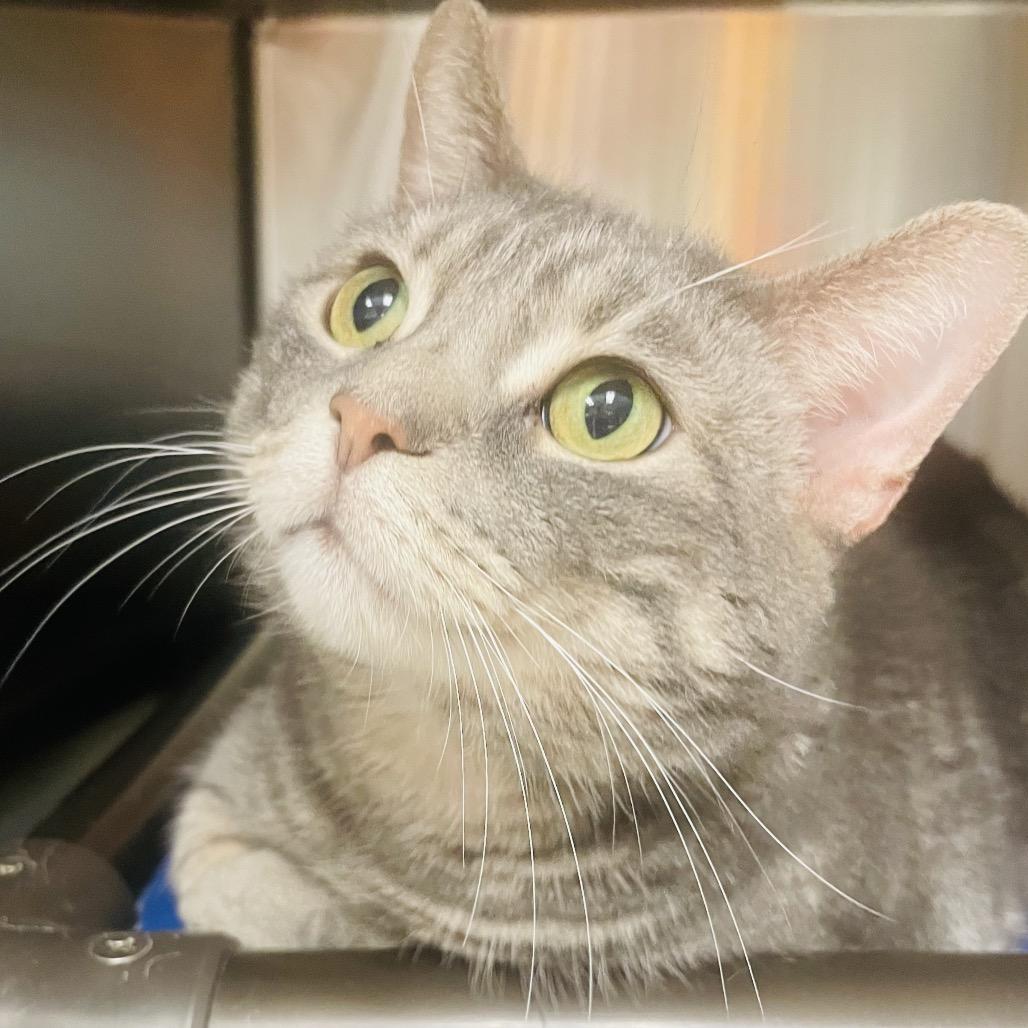 Enlarge Stormie, a Adoptable Domestic Short Hair in Columbia Station, OH image 2/4