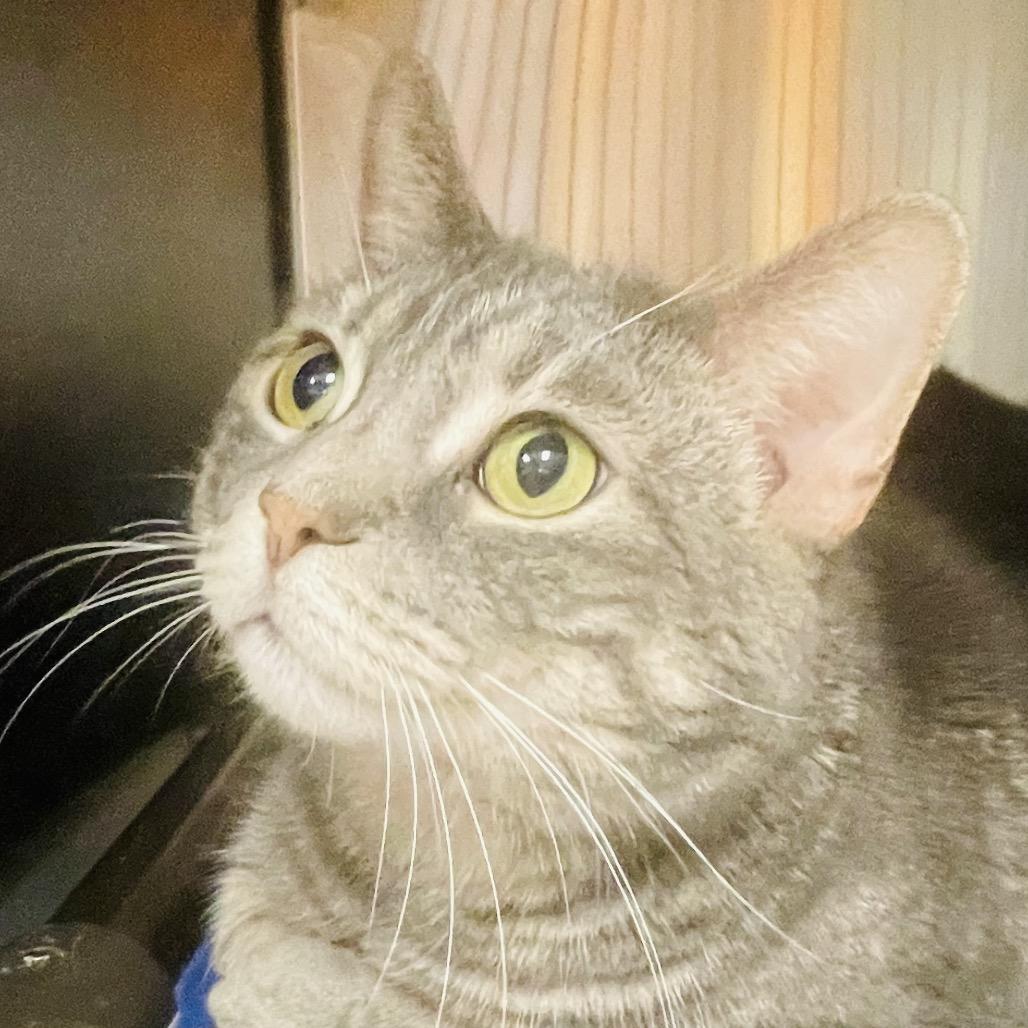 Enlarge Stormie, a Adoptable Domestic Short Hair in Columbia Station, OH image 3/4