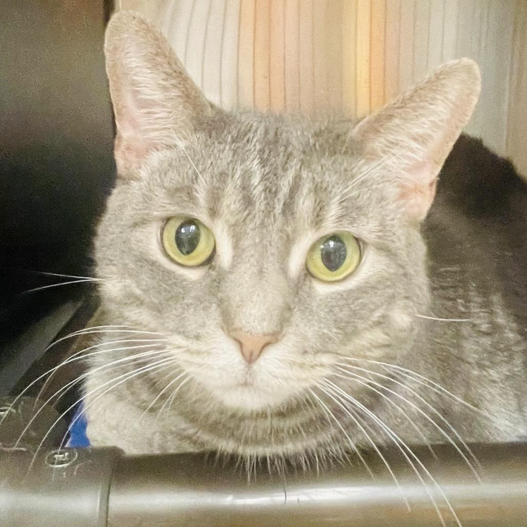 Enlarge Stormie, a Adoptable Domestic Short Hair in Columbia Station, OH image 4/4