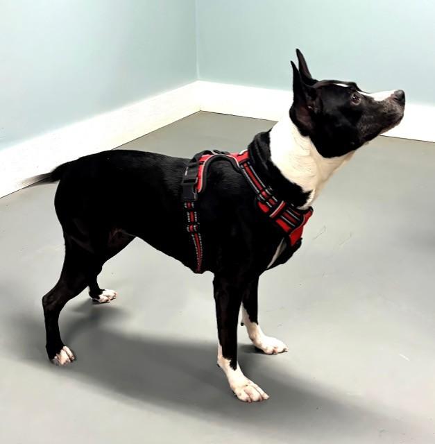 Enlarge Roomba, a ADOPTABLE mixed breed in Hawk Point, MO image 3/4