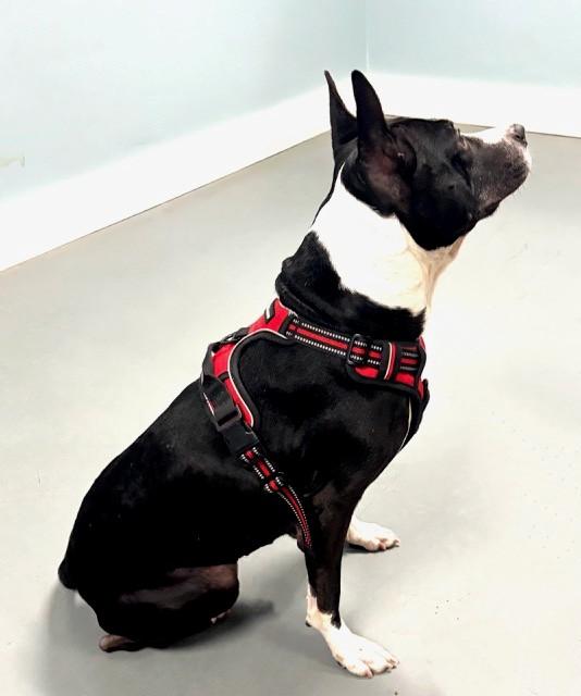 Roomba, ADOPTABLE, Adult Female Terrier.