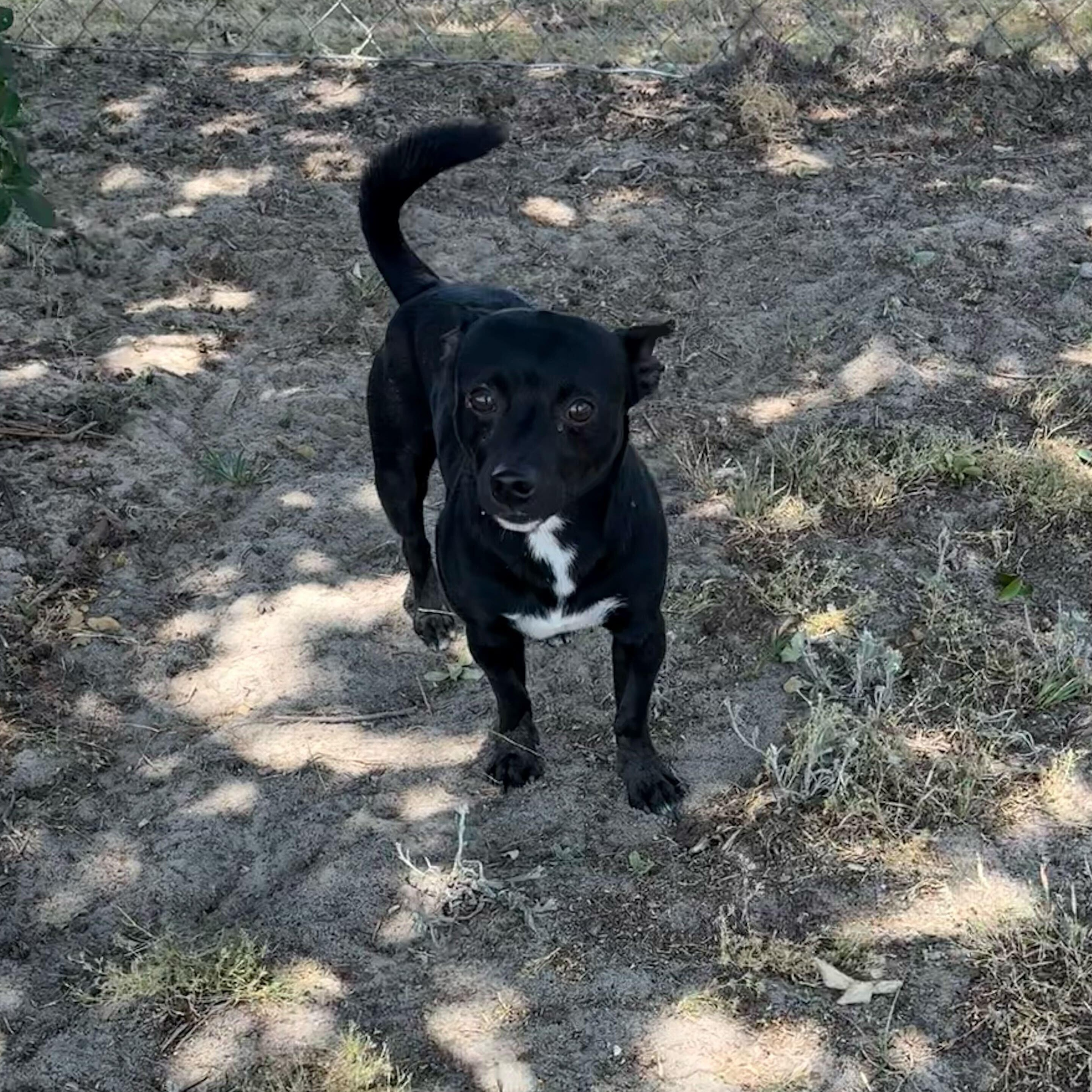 Enlarge Pablo, an adopted mixed breed in Valdosta, GA image 2/3
