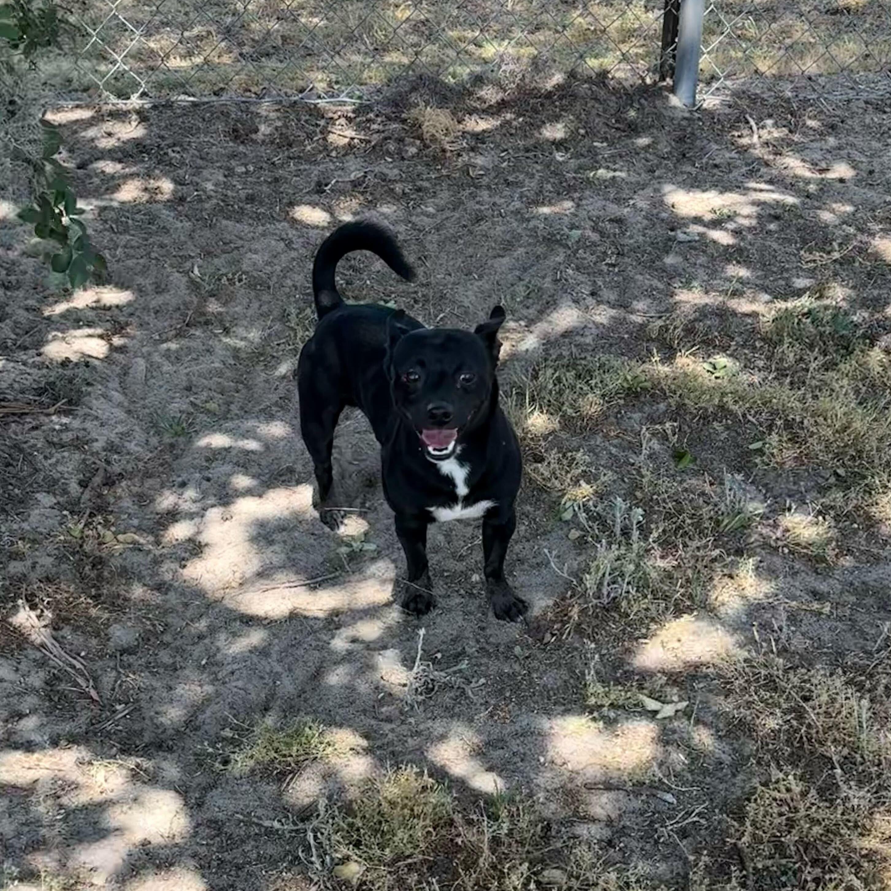 Pablo, adopted, Adult Male Chihuahua.