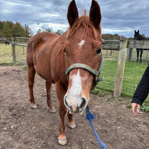 Roxie, a Adoptable Quarterhorse in Quakertown, PA image 1/2