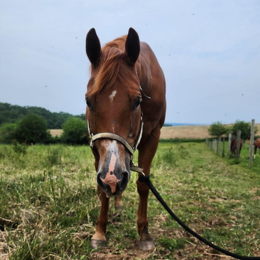 Roxie, a Adoptable Quarterhorse in Quakertown, PA image 2/2