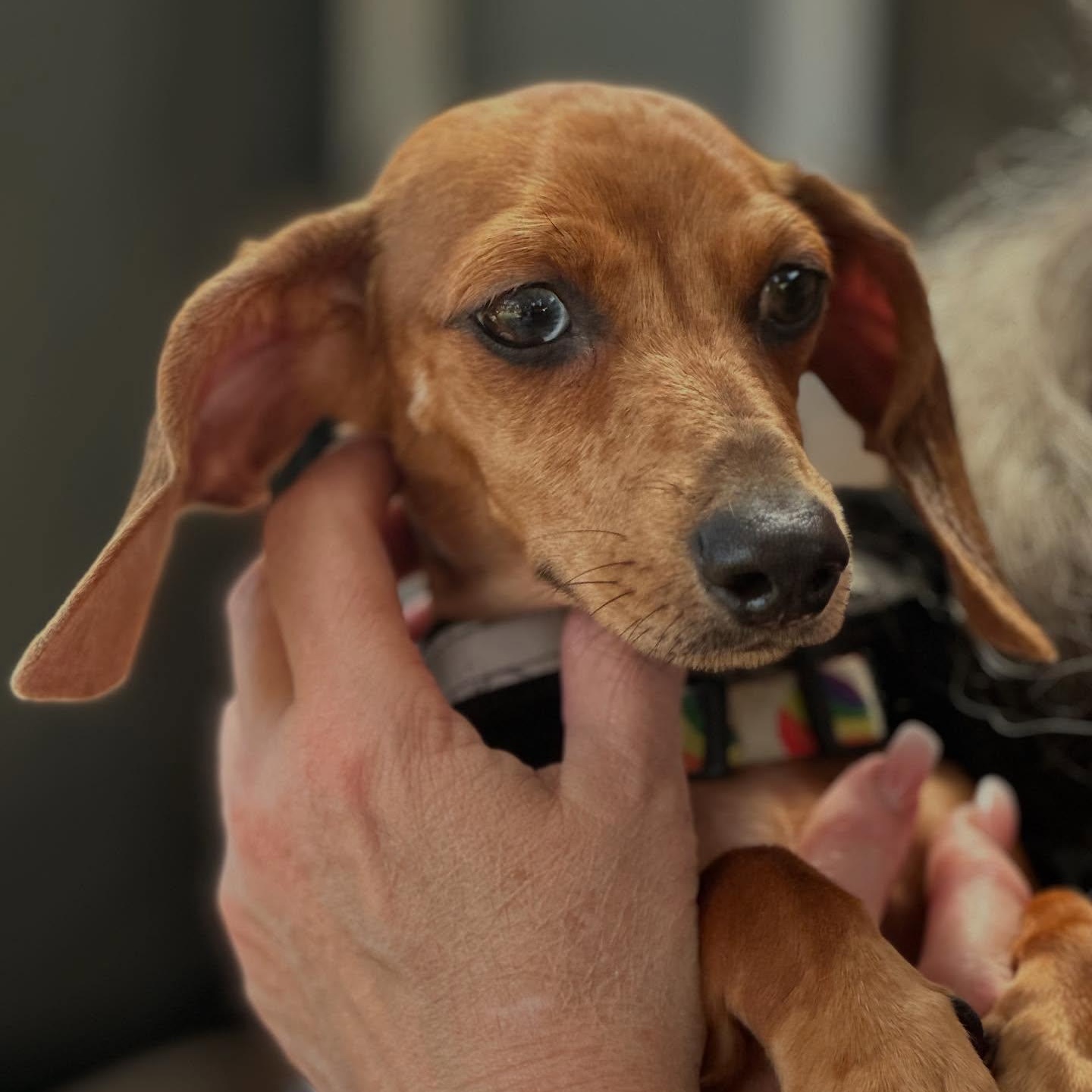 Enlarge Penny, an adoptable Dachshund in Portland, OR image 2/5