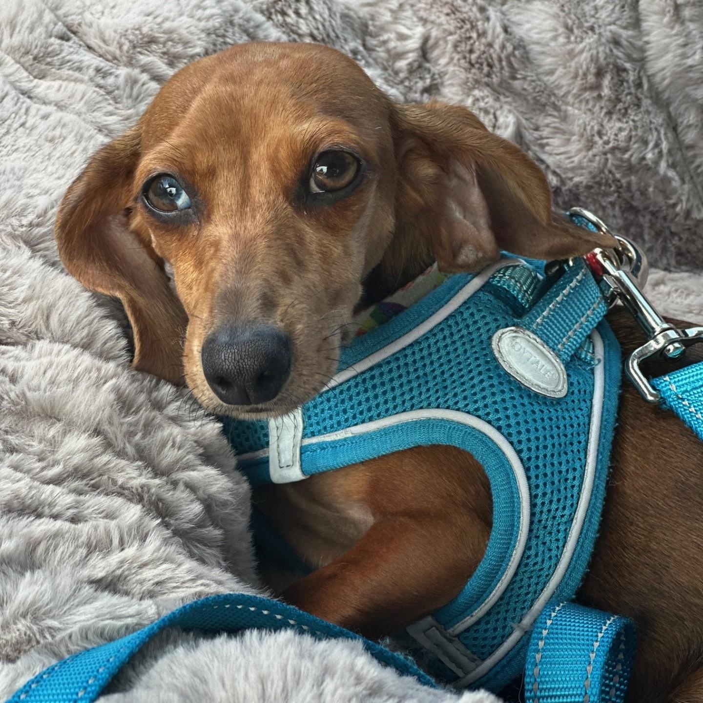 Enlarge Penny, an adoptable Dachshund in Portland, OR image 3/5
