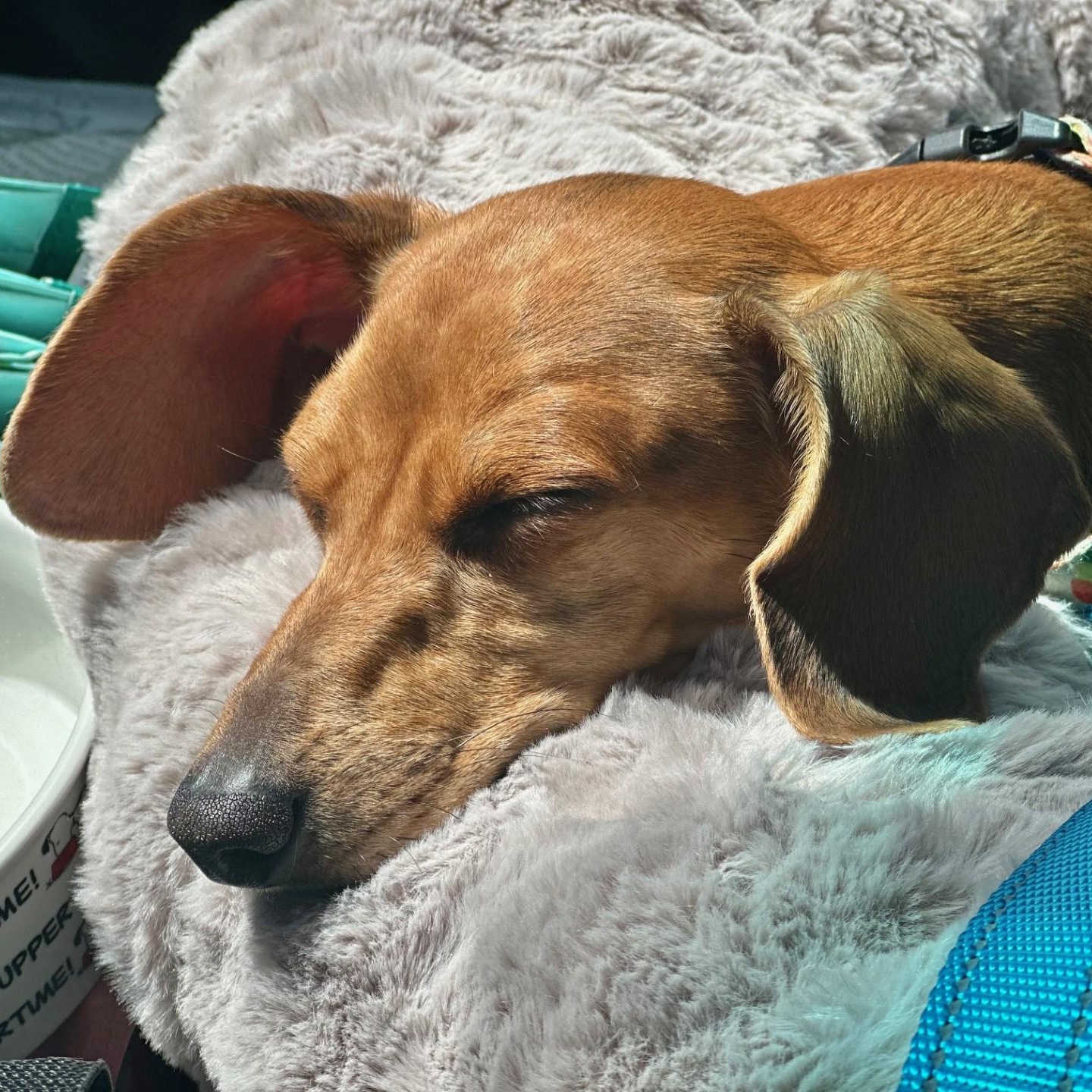 Penny — thumbnail 3