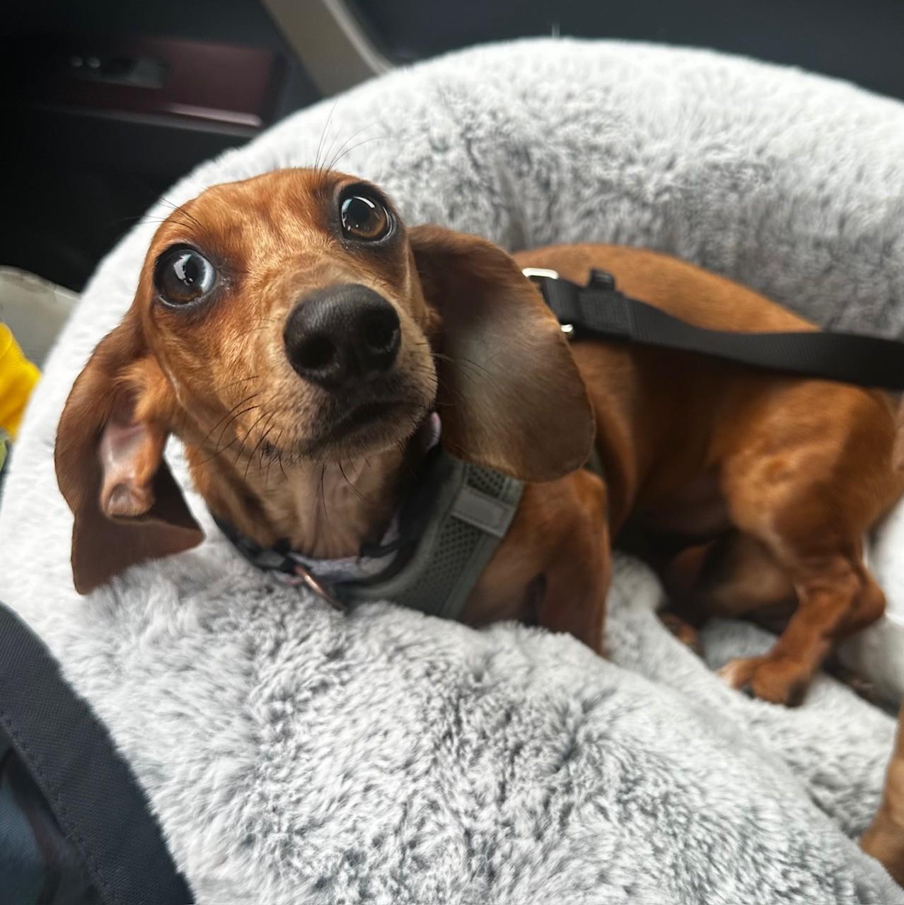 Enlarge Penny, an adoptable Dachshund in Portland, OR image 5/5