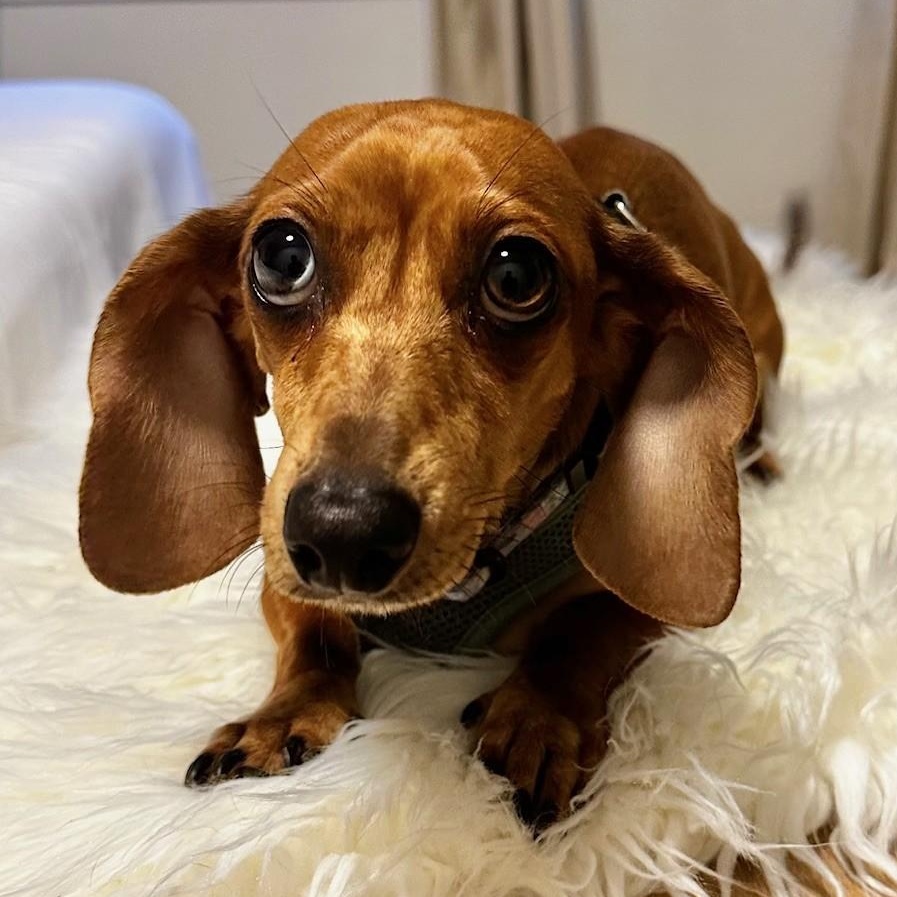 Enlarge Penny, an adoptable Dachshund in Portland, OR image 1/5