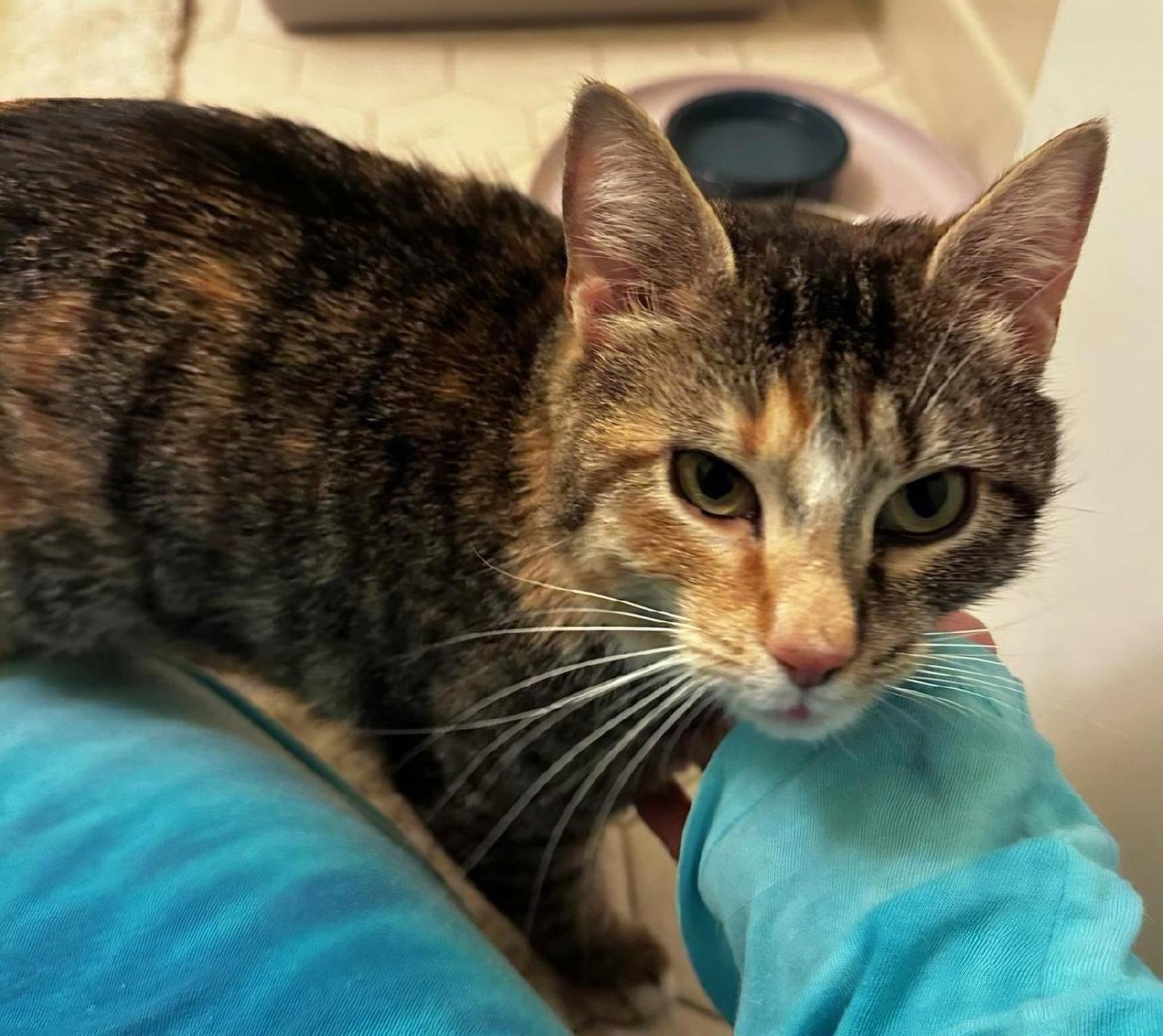 Zenobia, Adoptable, Adult Female Domestic Short Hair.