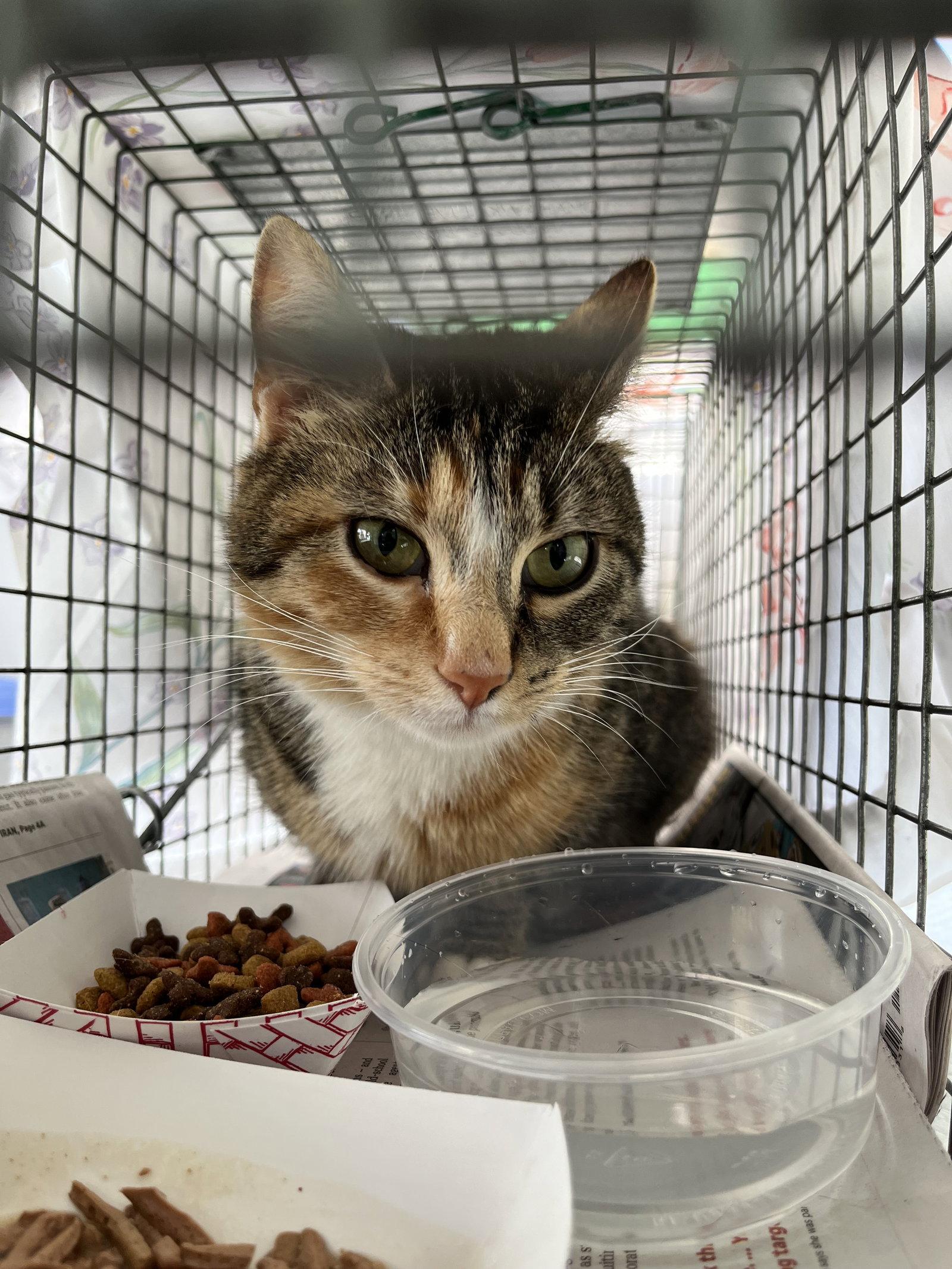 Zenobia, a Adoptable Domestic Short Hair in Trenton, NJ image 2/2