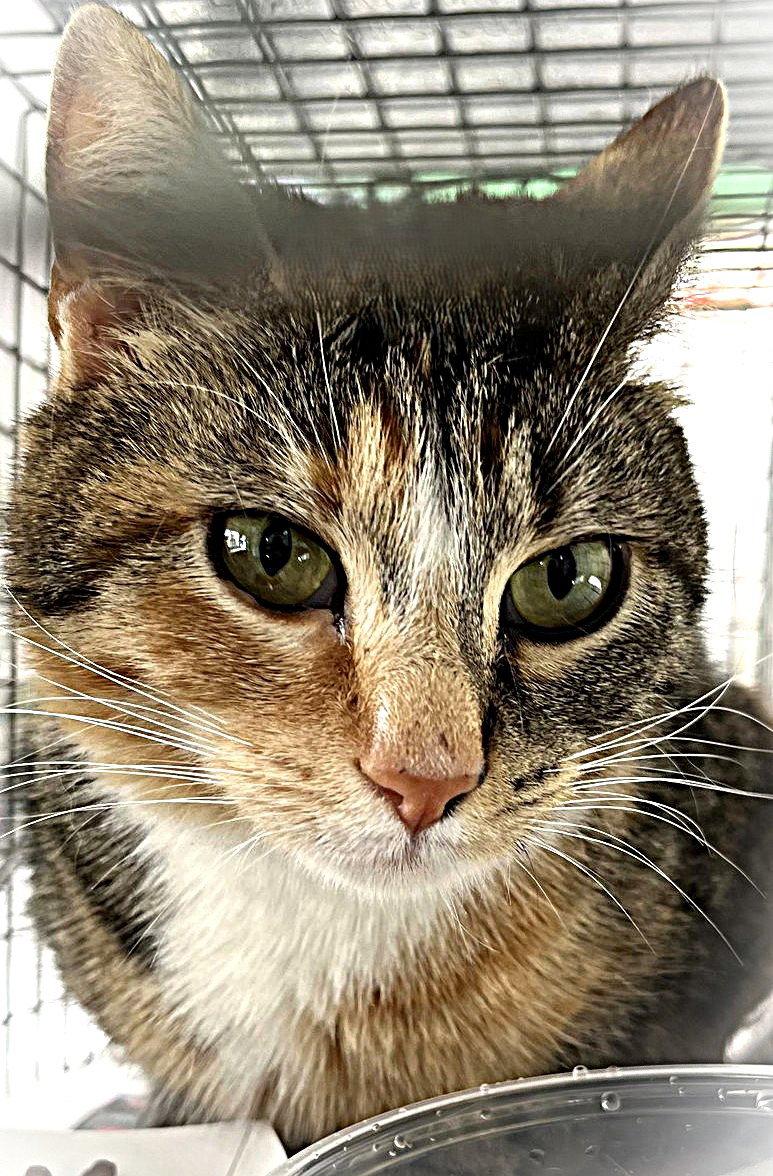 Zenobia, a Adoptable Domestic Short Hair in Trenton, NJ image 3/3