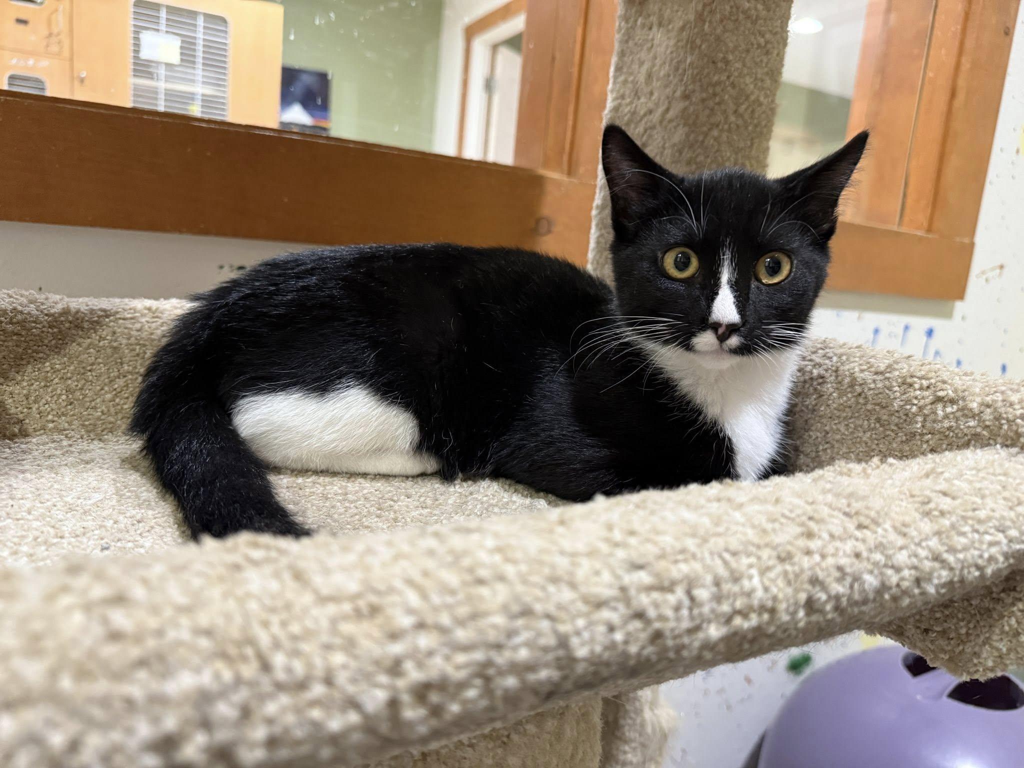 Apollo, an adoptable Domestic Short Hair in Diamondville, WY, 83116 | Photo Image 1