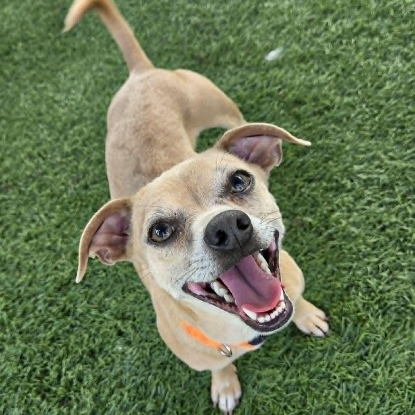 Rocky, ADOPTABLE, Adult Male Chihuahua.