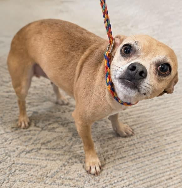 Rocky, ADOPTABLE, Adult Male Chihuahua.
