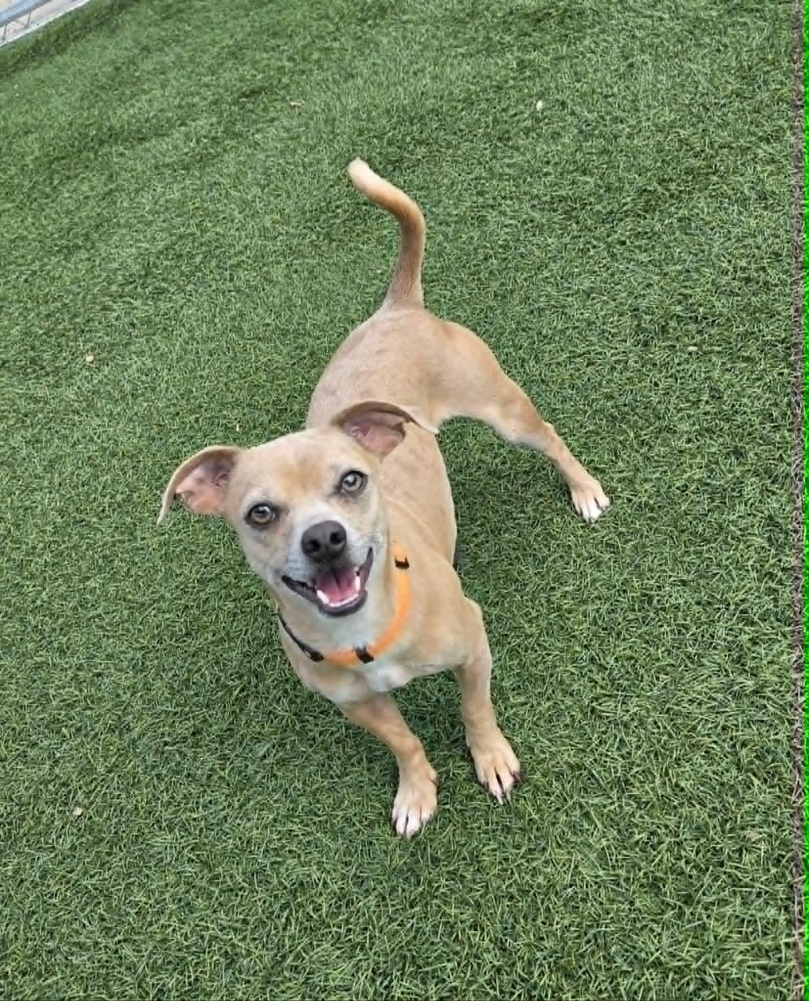 Rocky, a ADOPTABLE mixed breed in Sparta, WI image 4/5