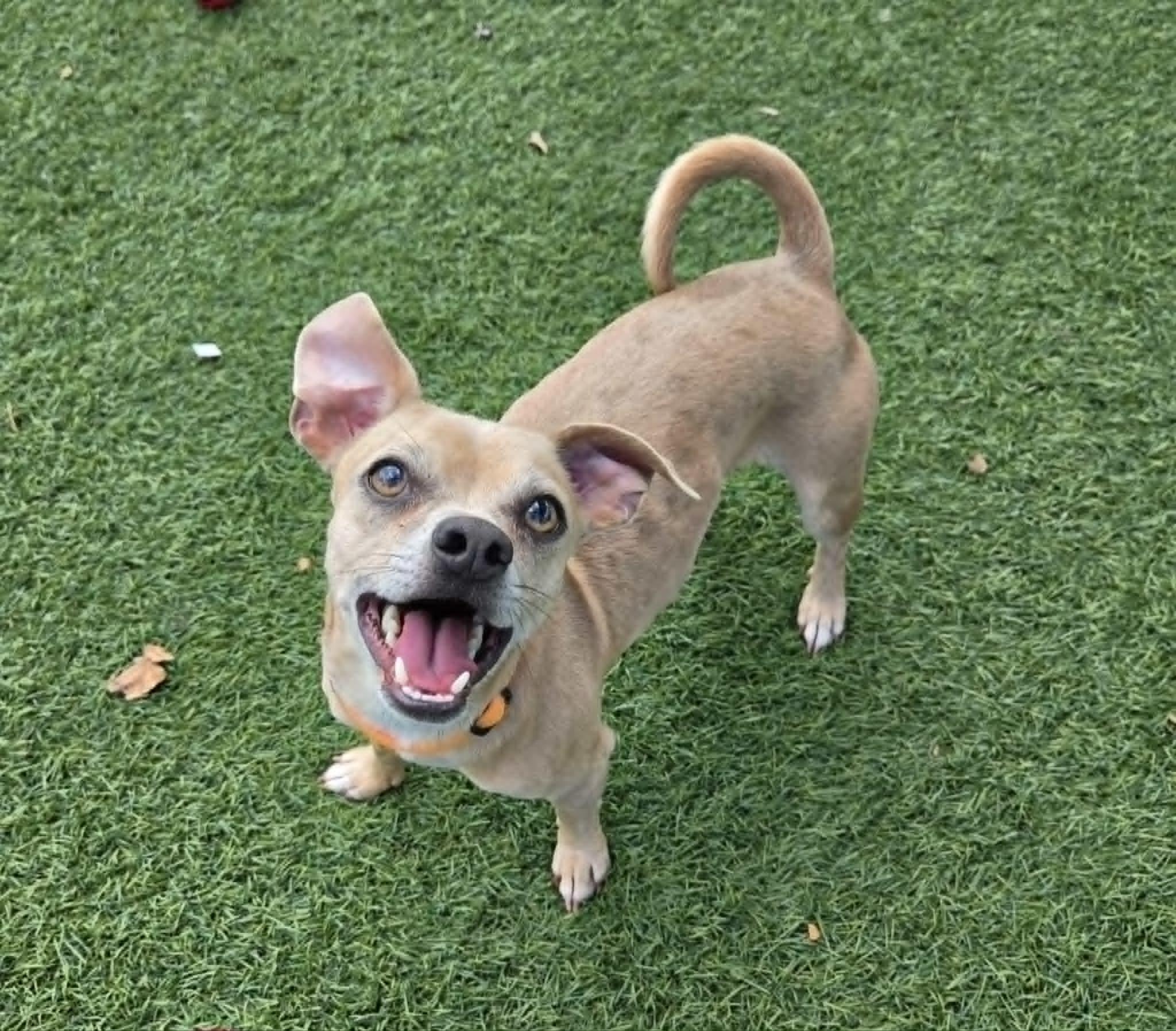 Rocky, a ADOPTABLE mixed breed in Sparta, WI image 5/5