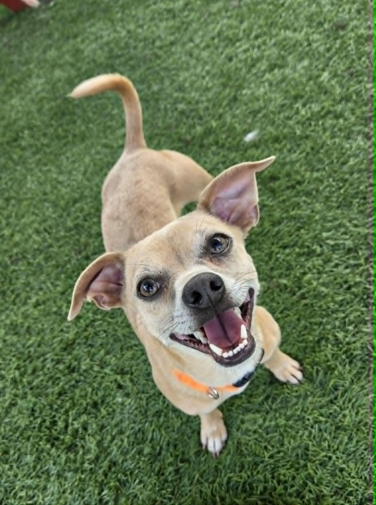 Rocky, a ADOPTABLE mixed breed in Sparta, WI image 3/5