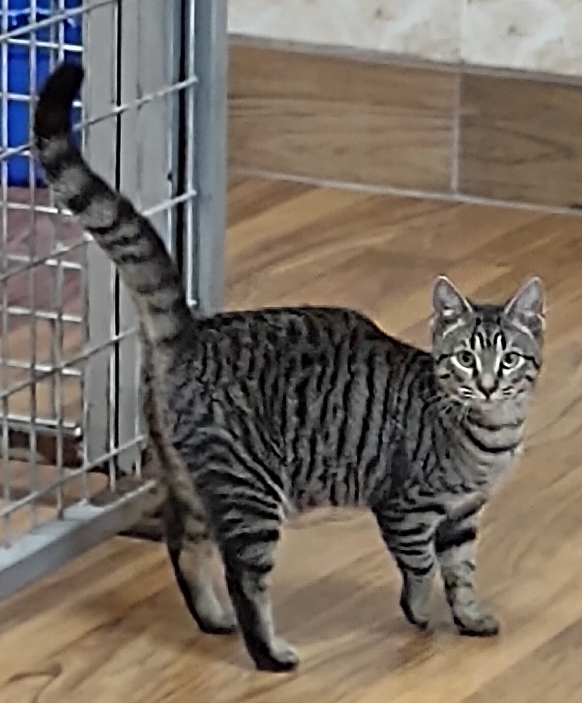 Butter, Adoptable, Adult Female Tabby.