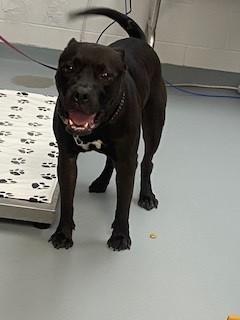 Enlarge SIR, a Adoptable mixed breed in Saint Cloud, FL image 1/1