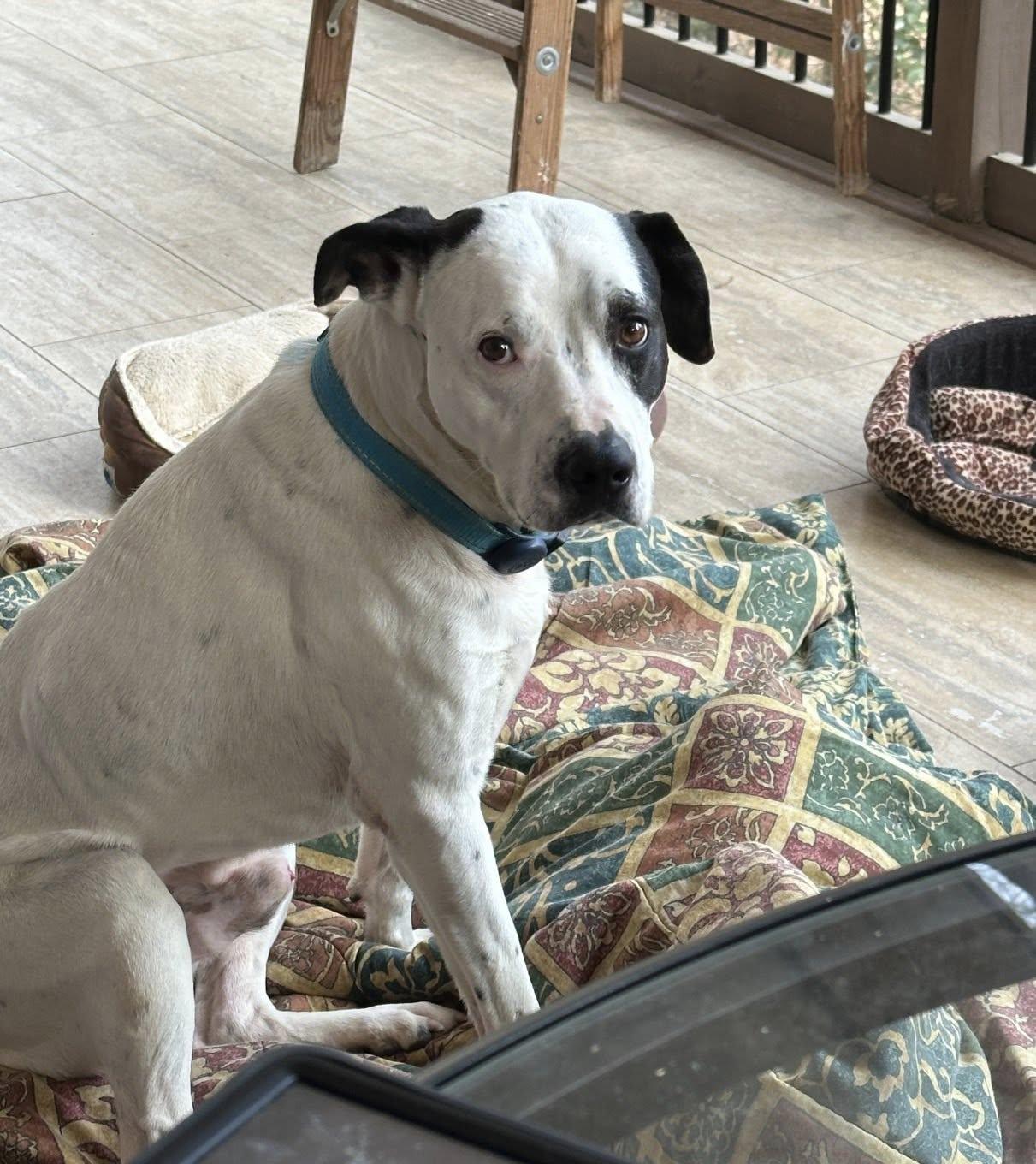 Enlarge Rufus, a ADOPTABLE Mixed Breed in Fairfield, NJ image 2/3