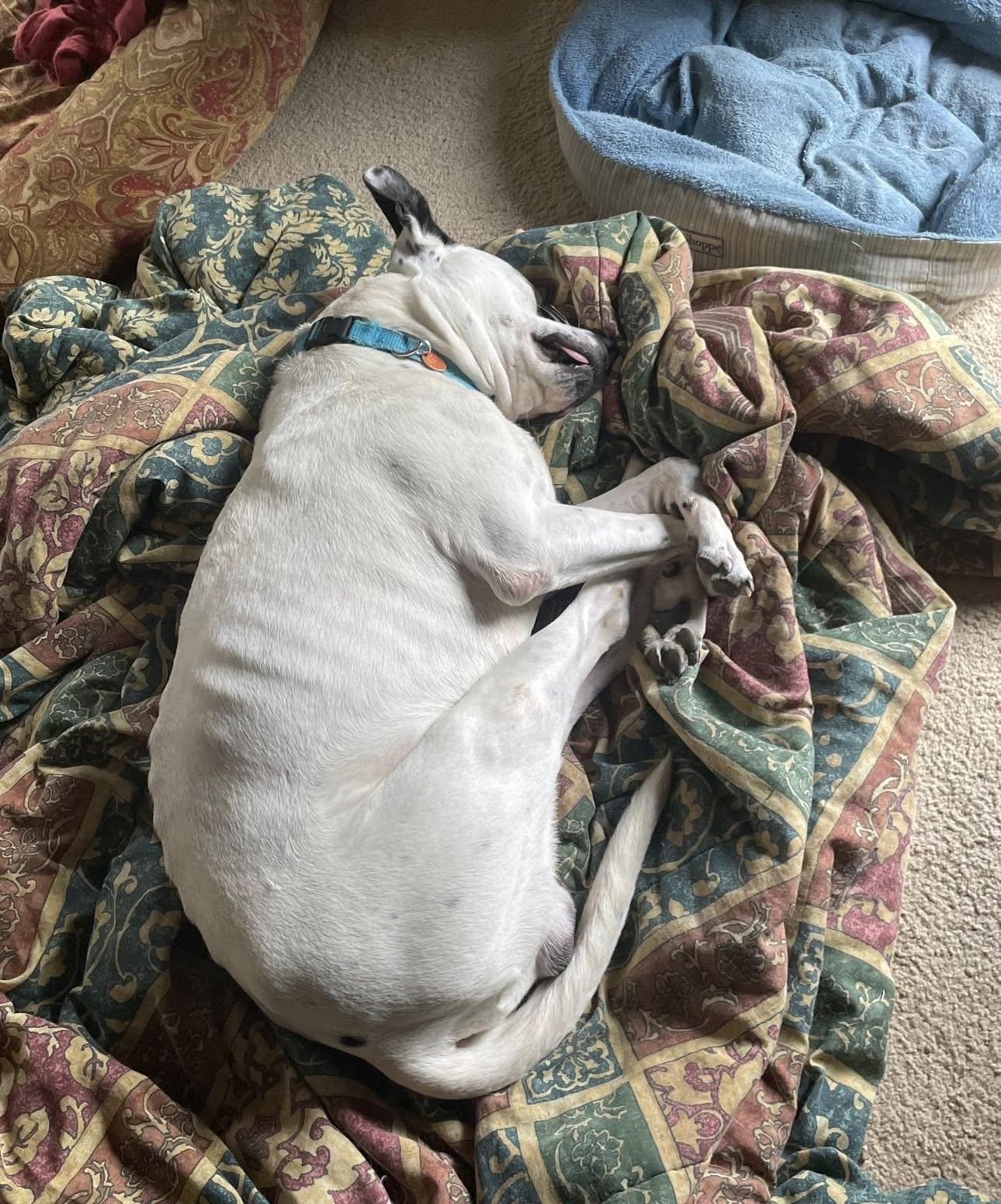 Enlarge Rufus, a ADOPTABLE Mixed Breed in Fairfield, NJ image 3/3