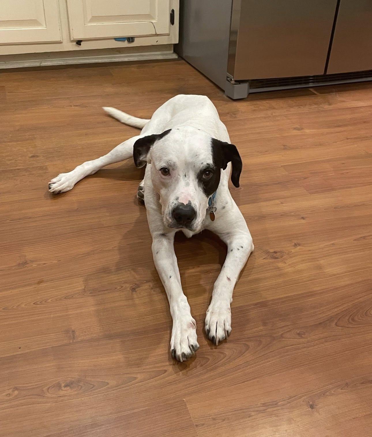 Enlarge Rufus, a ADOPTABLE Mixed Breed in Fairfield, NJ image 1/3