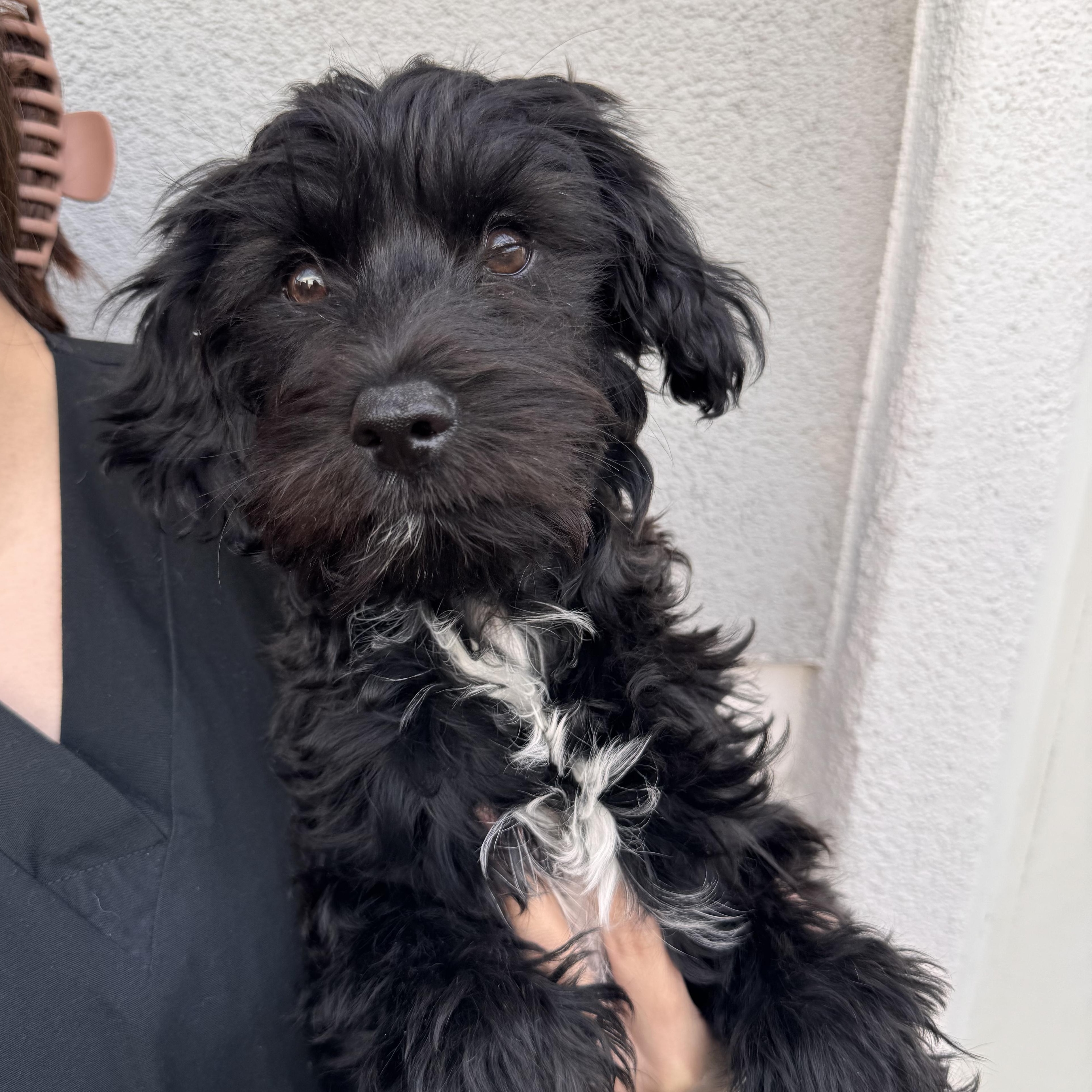Mushu, adopted, Puppy Male Mixed Breed.