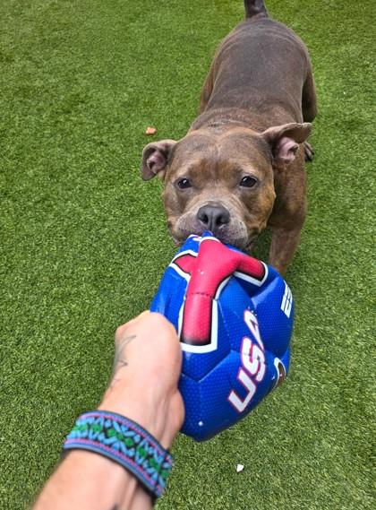 Ladybug, Adoptable, Adult Female Pit Bull Terrier & Mixed Breed.