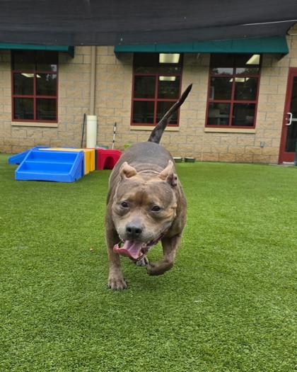 Enlarge Ladybug, a Adoptable mixed breed in Independence, MO image 2/3