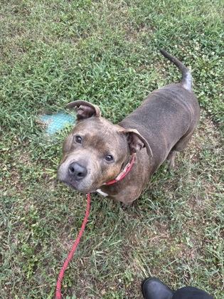 Enlarge Ladybug, a Adoptable mixed breed in Independence, MO image 3/3