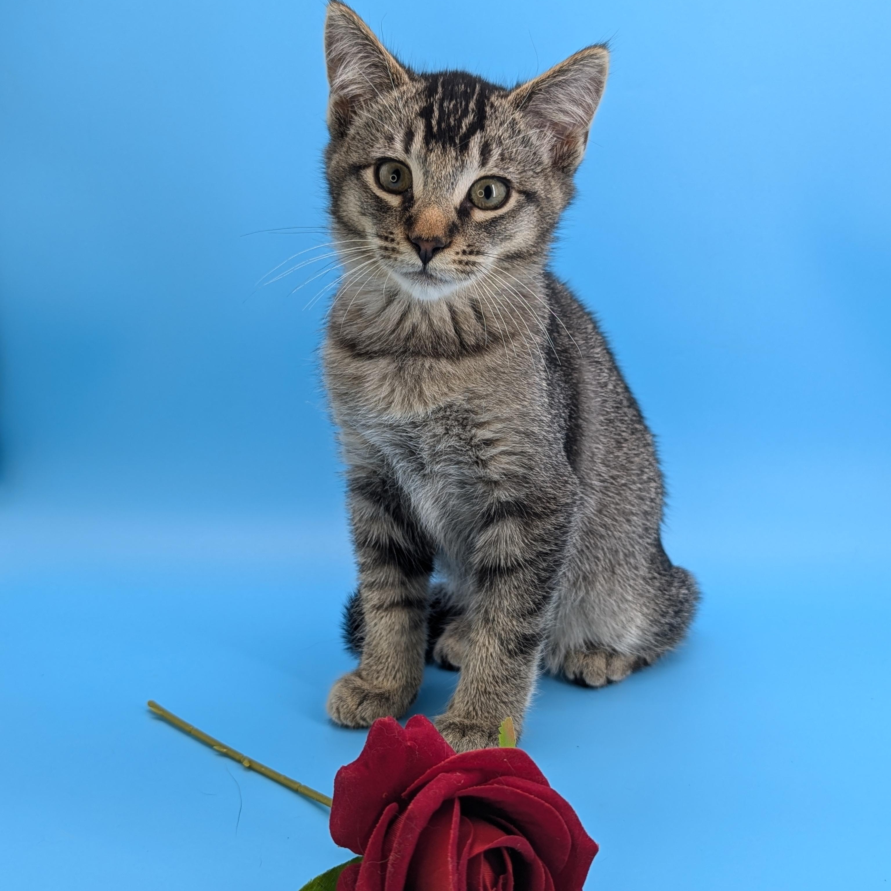 Sage (The spices litter) Domestic Short Hair Cat