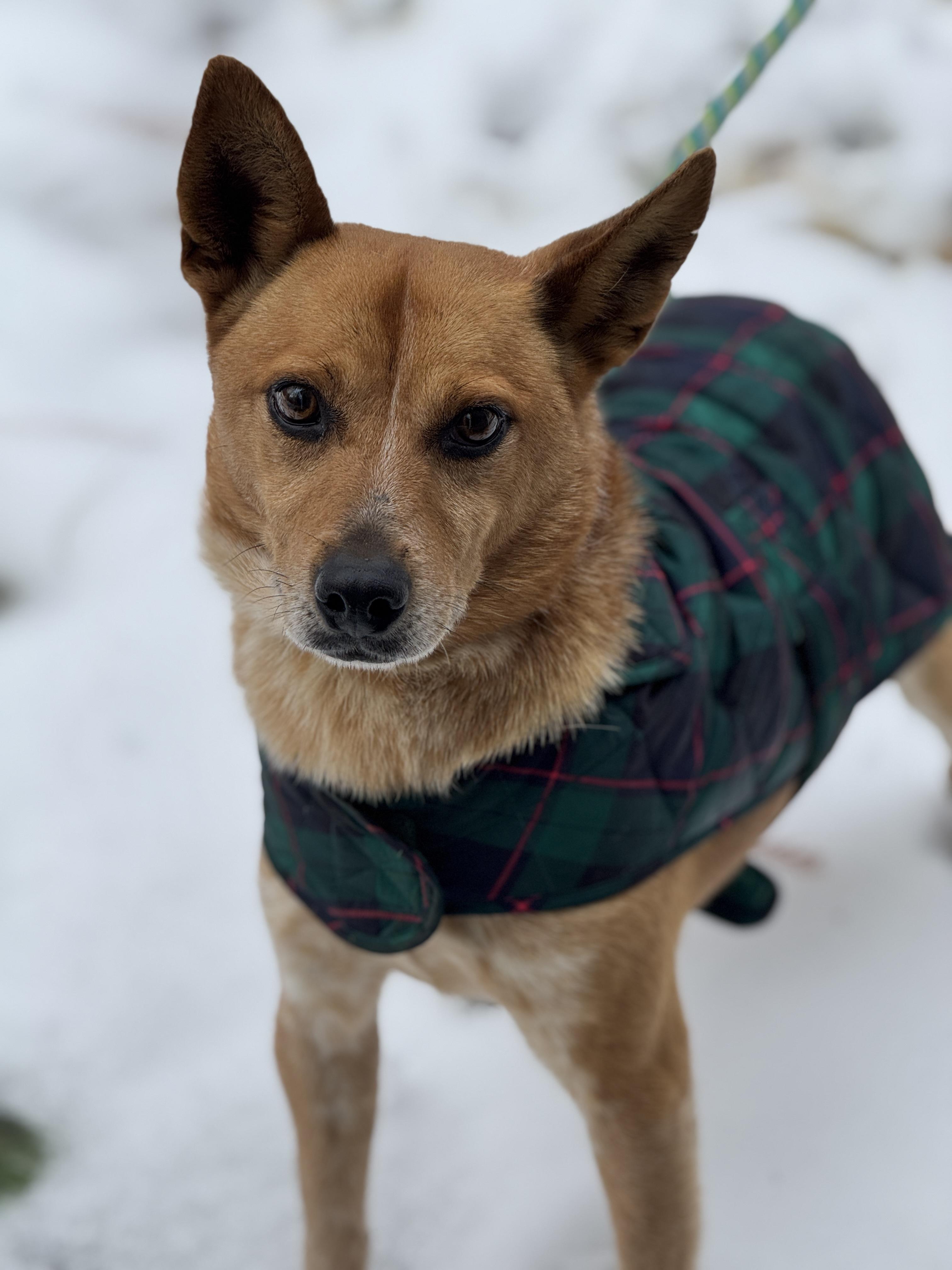 Hank, a Adoptable mixed breed image 1/6
