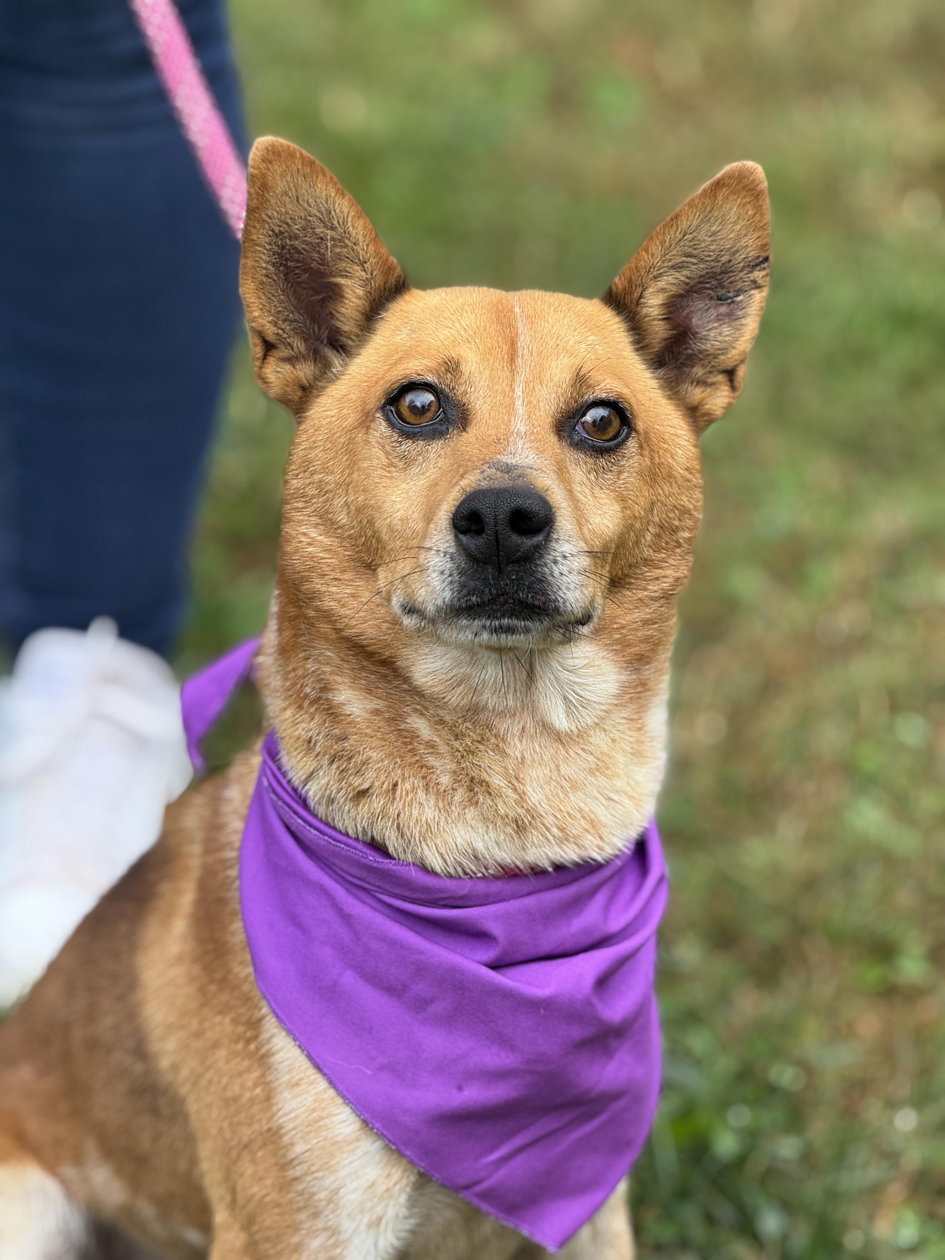 Hank, a Adoptable mixed breed image 2/6