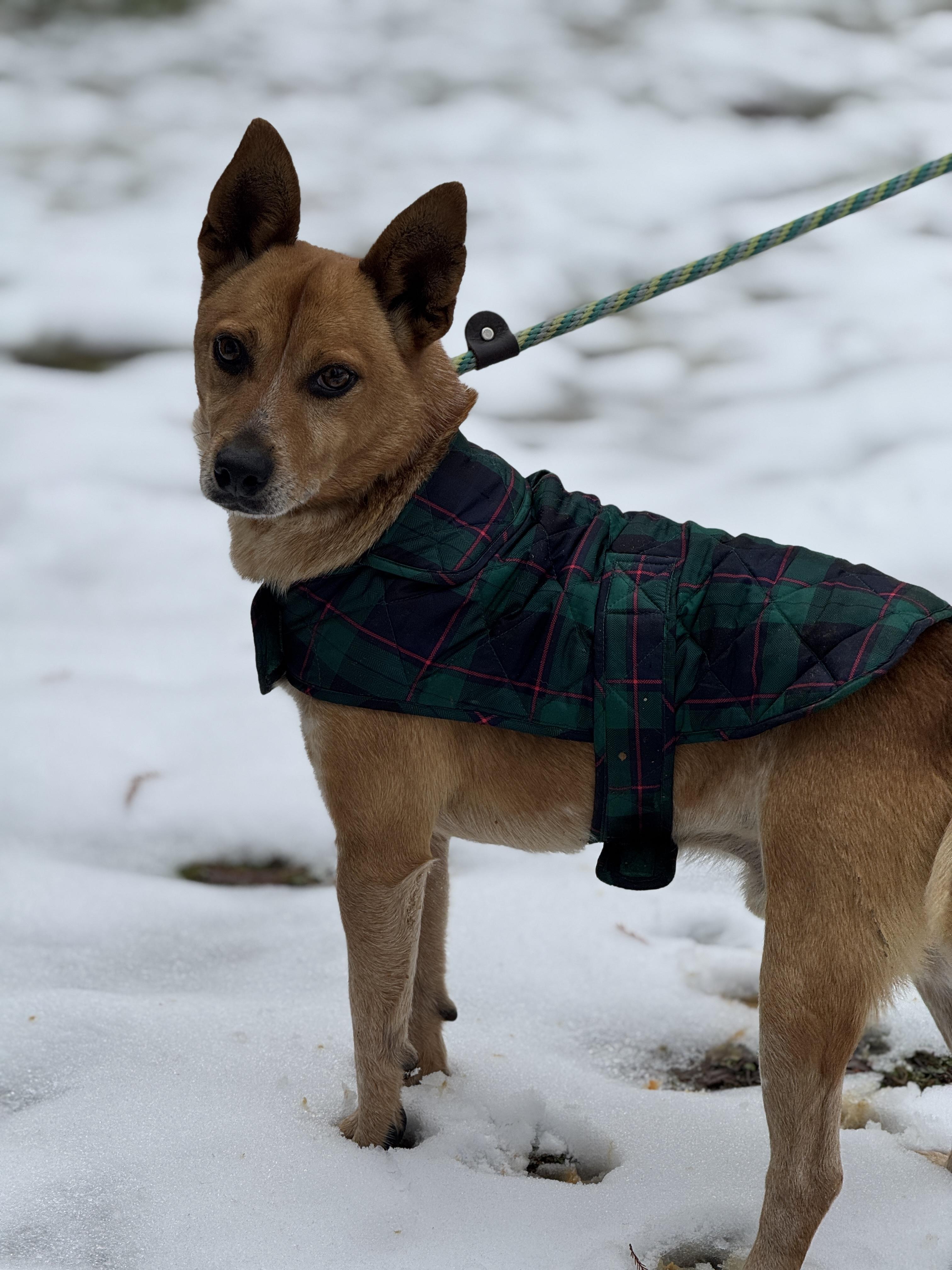 Hank, a Adoptable mixed breed image 4/6