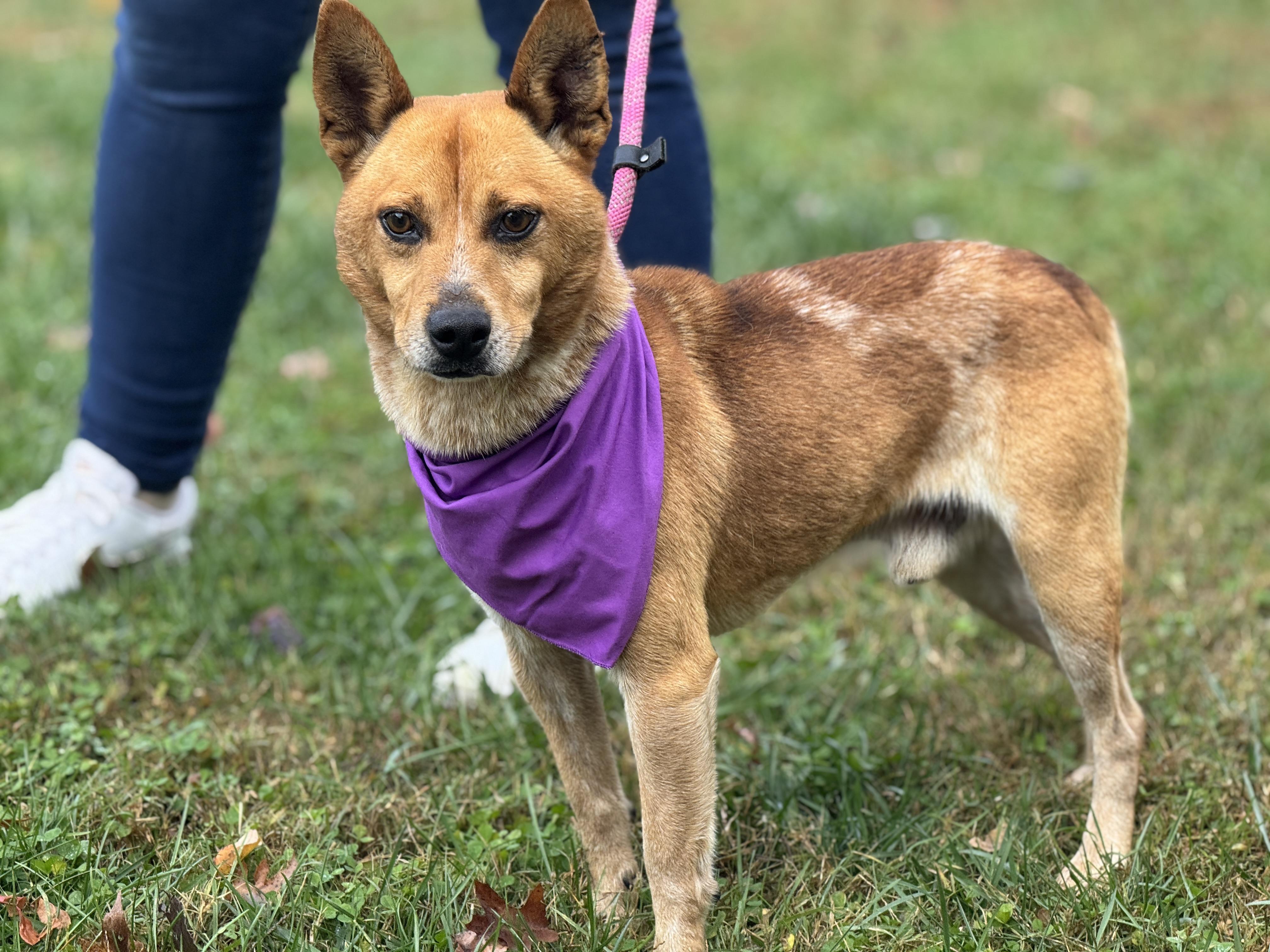 Hank, a Adoptable mixed breed image 5/6