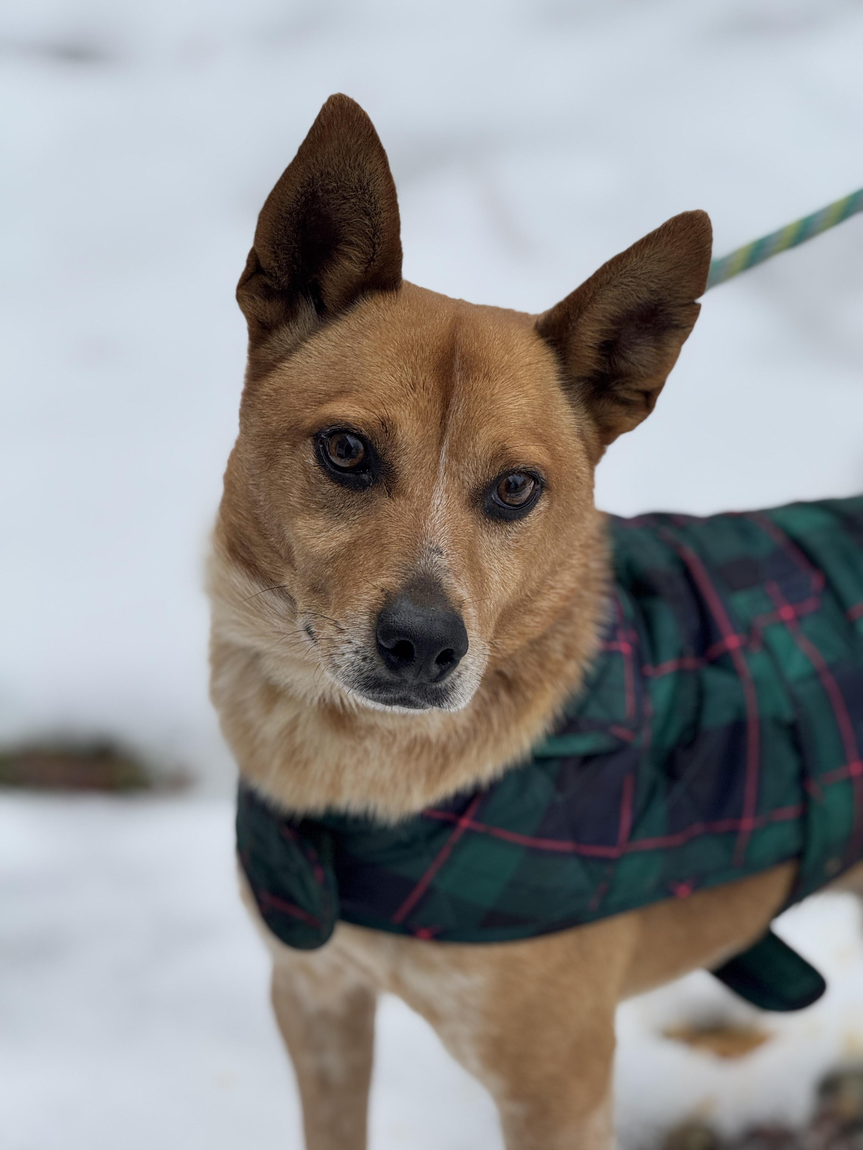 Hank, a Adoptable mixed breed image 6/6