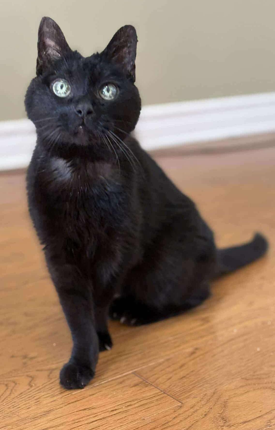 Giselle, ADOPTABLE, Senior Female Domestic Short Hair.