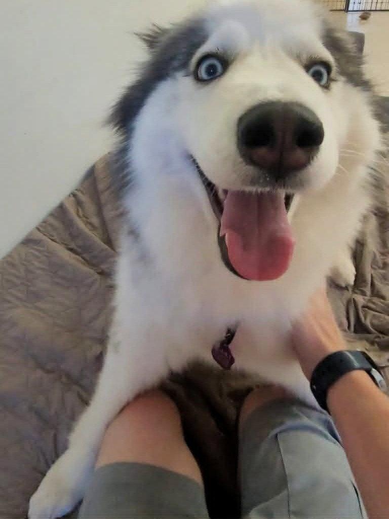 Eliza, a Adoptable Siberian Husky in Millersville, MD image 1/3