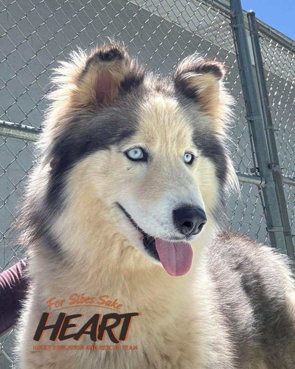 Eliza, a Adoptable Siberian Husky in Millersville, MD image 2/3
