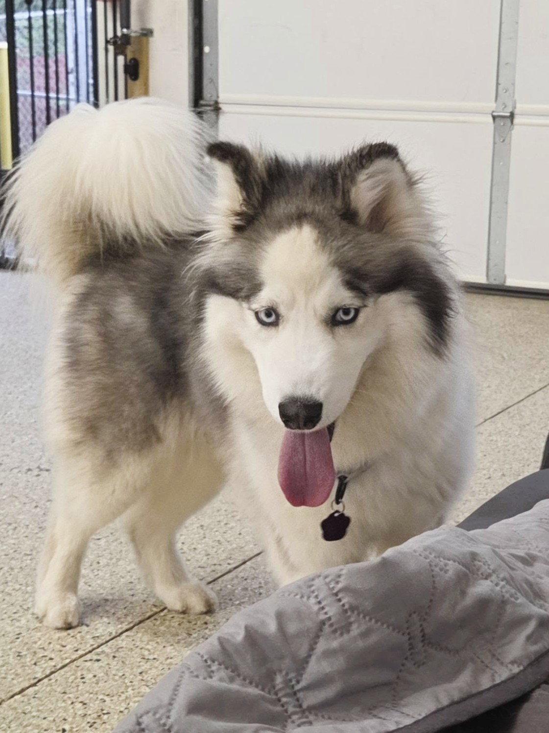 Eliza, a Adoptable Siberian Husky in Millersville, MD image 3/3