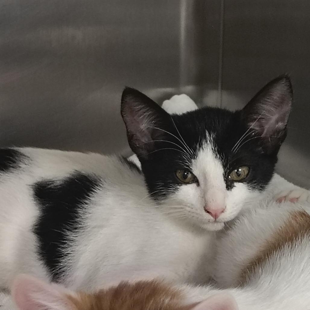 Enlarge Bachata, a Adoptable Domestic Short Hair in Vieques, PR image 1/2