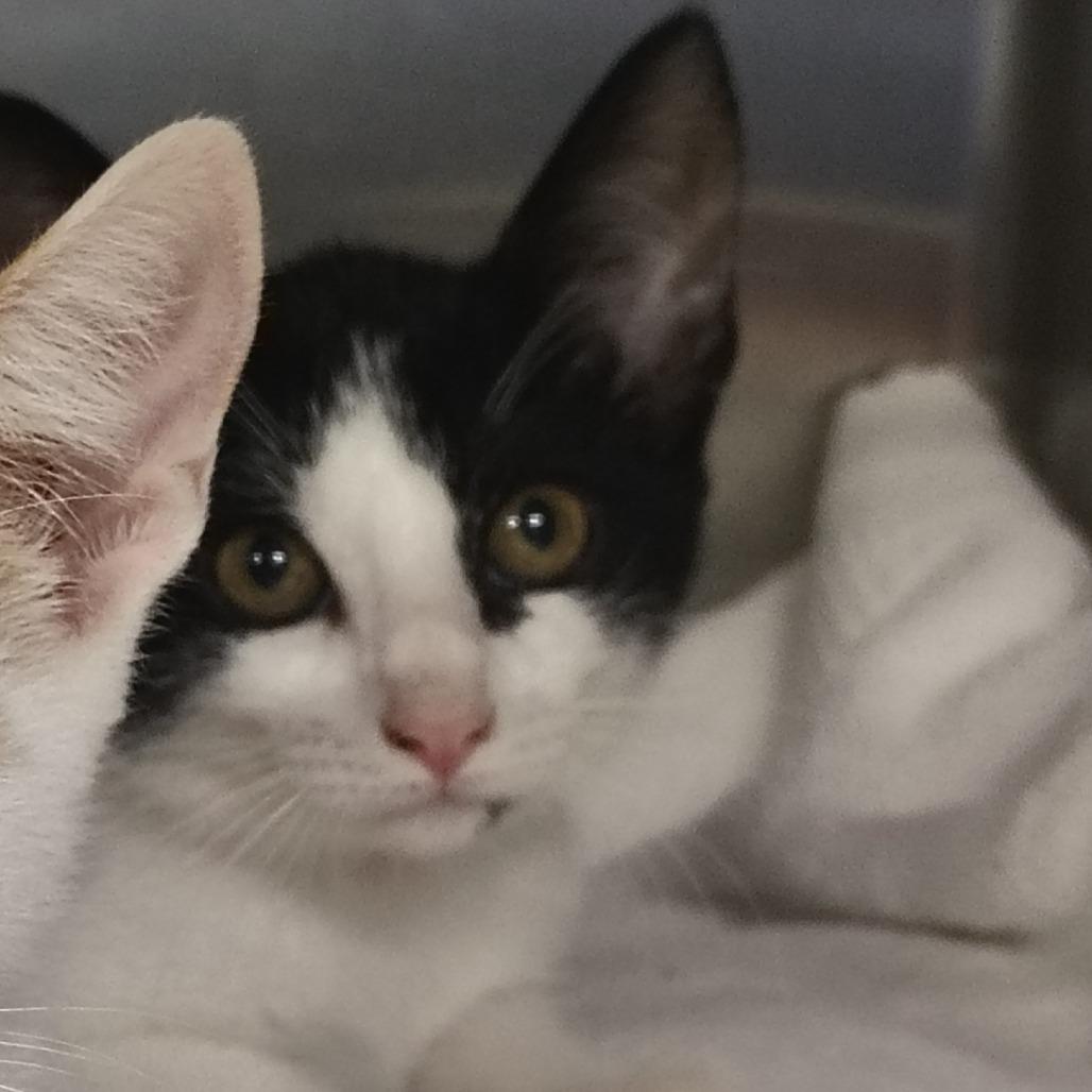 Enlarge Bachata, a Adoptable Domestic Short Hair in Vieques, PR image 2/2
