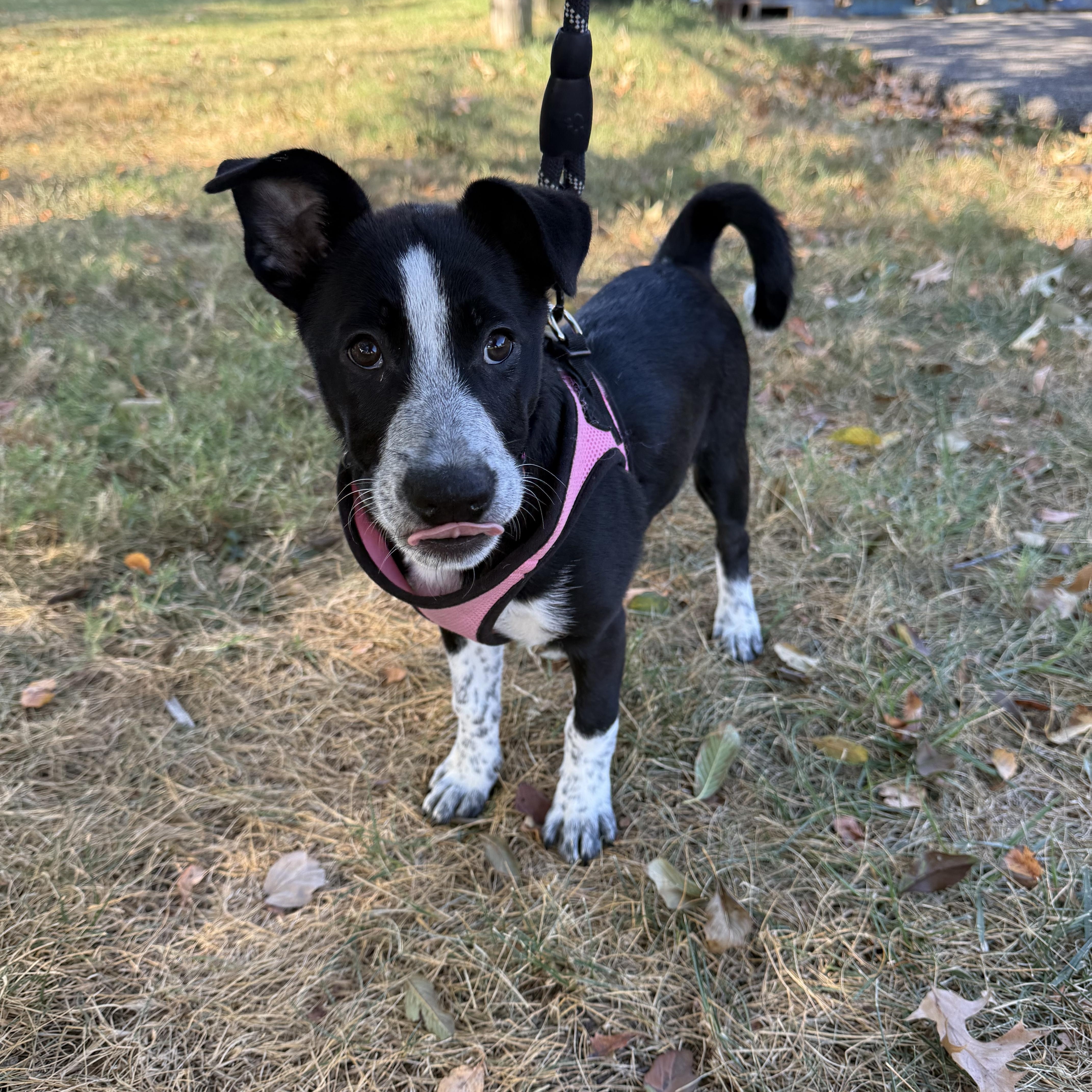 Zelda, Adoptable, Puppy Female Mixed Breed.