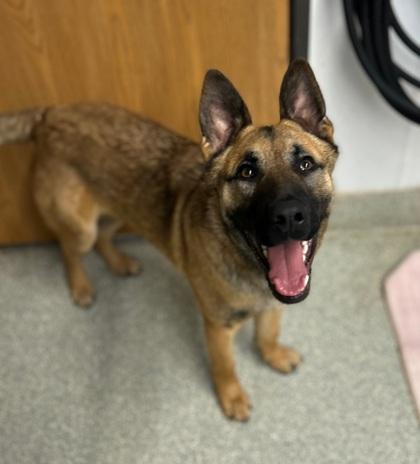 Andy, Adoptable, Adult Male German Shepherd Dog & Mixed Breed.