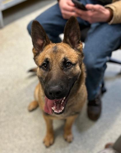 Enlarge Andy, a Adoptable mixed breed in Shawano, WI image 3/3